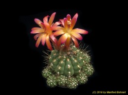Matucana aurantiaca ssp. polzii 1228